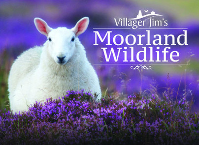 Villager Jim's Moorland Wildlife