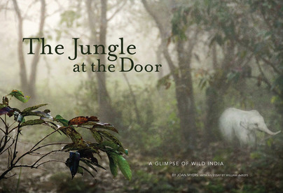 Jungle at the Door