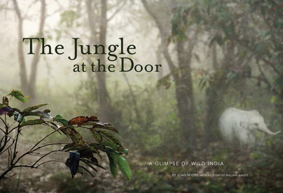 Jungle at the Door Cover