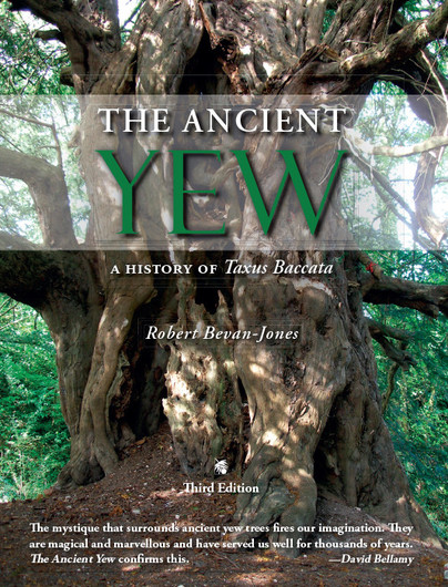 The Ancient Yew Cover