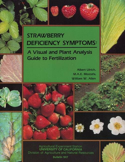 Strawberry Deficiency Symptoms