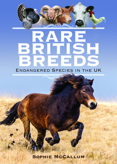 Introducing… Rare British Breeds