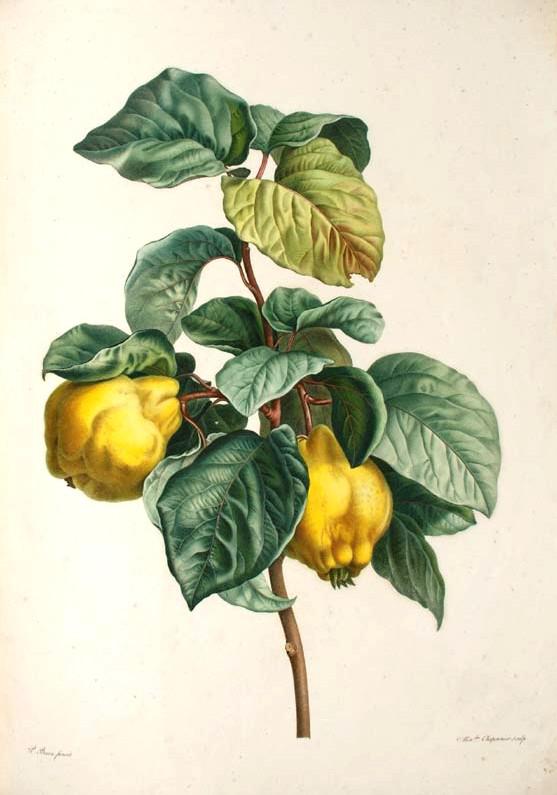 Image of a quince plant