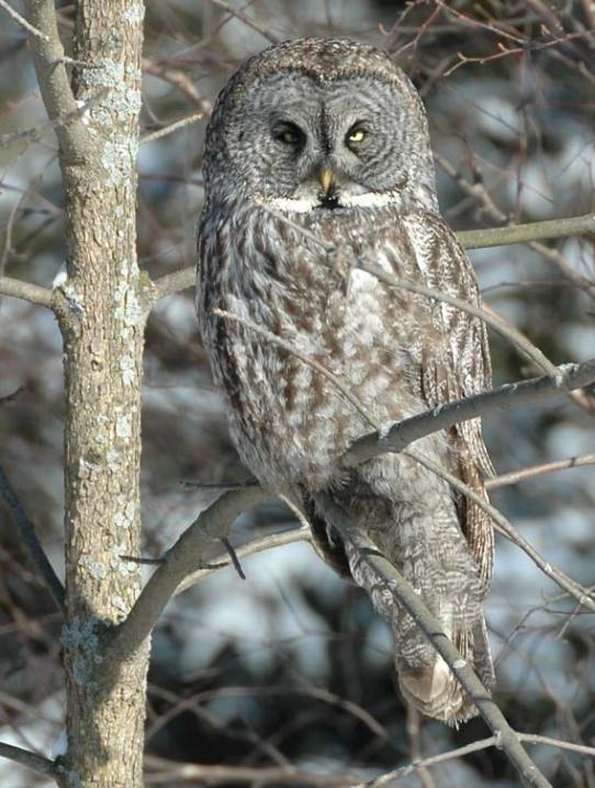 The Great Grey Owl or the Stirx nebulosa. ‘strix’ is Latin for owl but became closely associated with those witches – the strigae - who metamorphosed into the owl at night